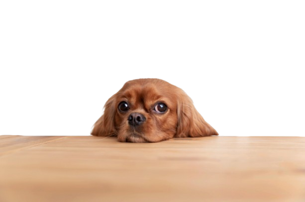 A dog boarding comfortably at Unipup Pet Hotel
